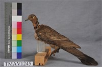 藏品(斑頸鳩)的圖片